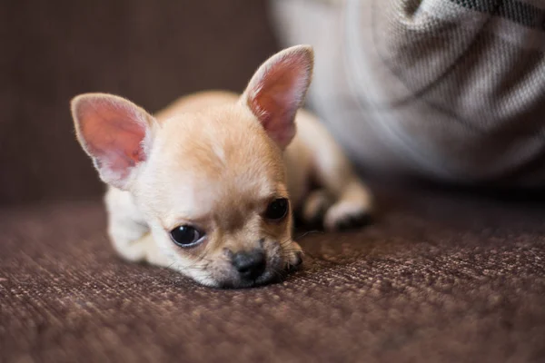 Chihuahua Cucciolo Spitz Cane Pet Yorkshire Terrier — Foto Stock