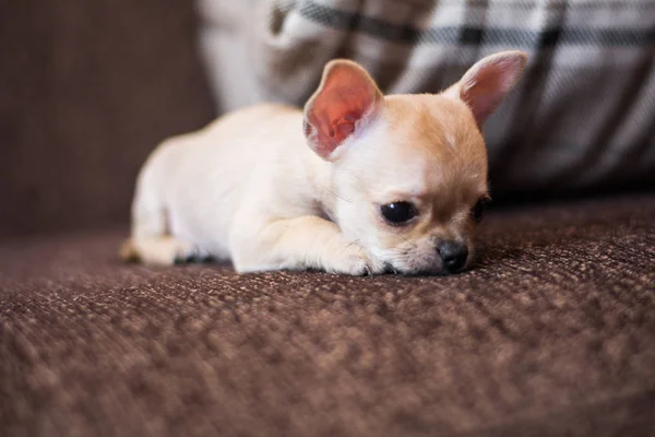Chihuahua Puppy Spitz Hond Huisdier Yorkshire Terriër — Stockfoto