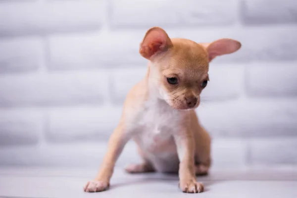 Štěně Chihuahua Spitz Psí Mazlíček — Stock fotografie