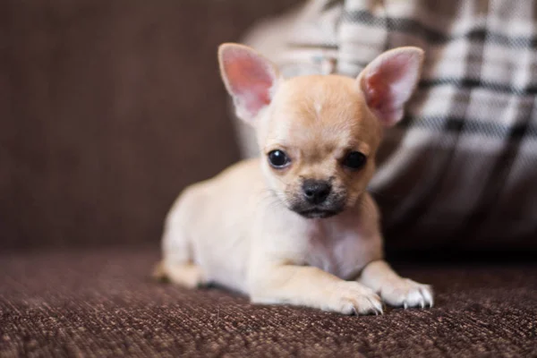 Chihuahua Valp Spets Hund Sällskapsdjur Yorkshire Förfärlig — Stockfoto