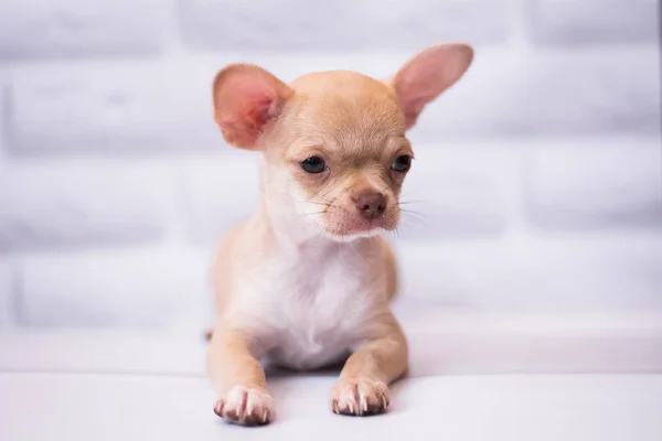 Chihuahua Valp Spets Hund Sällskapsdjur Yorkshire Förfärlig — Stockfoto