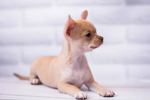 Chihuahua Szczeniak Spitz Pies Zwierzę Yorkshire Terrier — Zdjęcie stockowe