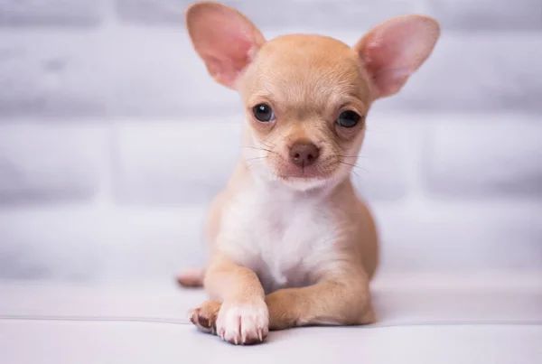 Štěně Chihuahua Spitz Psí Mazlíček — Stock fotografie