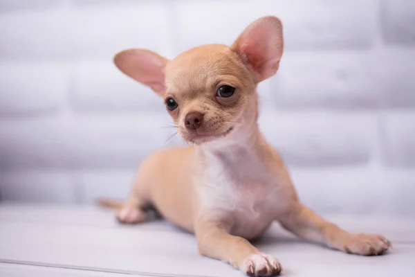 Chihuahua Cucciolo Spitz Cane Pet Yorkshire Terrier — Foto Stock