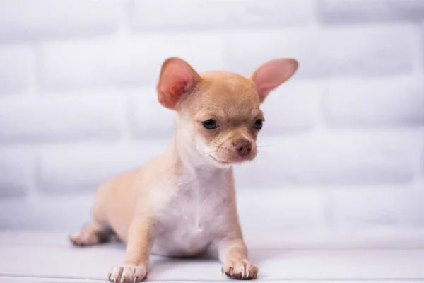 Chihuahua Valp Spets Hund Sällskapsdjur Yorkshire Förfärlig — Stockfoto