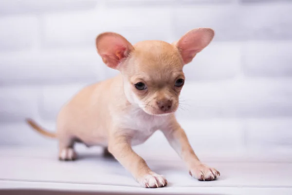 Chihuahua Köpek Spitz Köpek Pet Yorkshire Terrier — Stok fotoğraf