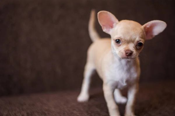 Chihuahua Valp Spets Hund Sällskapsdjur Yorkshire Förfärlig — Stockfoto