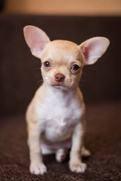 Chihuahua Köpek Spitz Köpek Pet Yorkshire Terrier — Stok fotoğraf