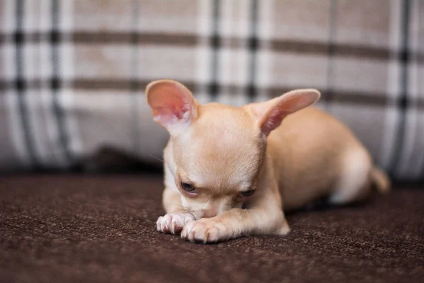 Chihuahua Welpen Spitz Hund Pet Yorkshire Terrier — Stockfoto