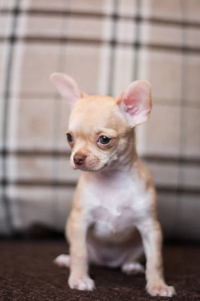 Chihuahua Cachorro Spitz Perro Mascota Yorkshire Terrier — Foto de Stock