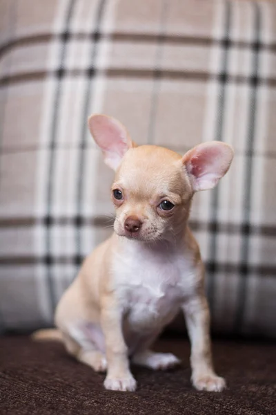 Chihuahua Cachorro Spitz Perro Mascota Yorkshire Terrier —  Fotos de Stock