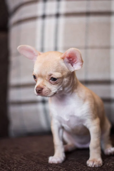 Chihuahua Valp Spets Hund Sällskapsdjur Yorkshire Förfärlig — Stockfoto