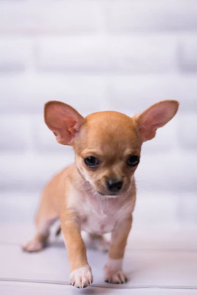 Chihuahua Chiot Spitz Chien Animal Compagnie Yorkshire Terrier — Photo