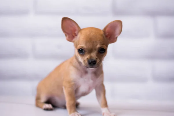 Chihuahua Welpen Spitz Hund Pet Yorkshire Terrier — Stockfoto