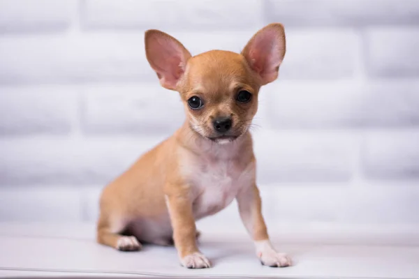 Štěně Chihuahua Spitz Psí Mazlíček — Stock fotografie