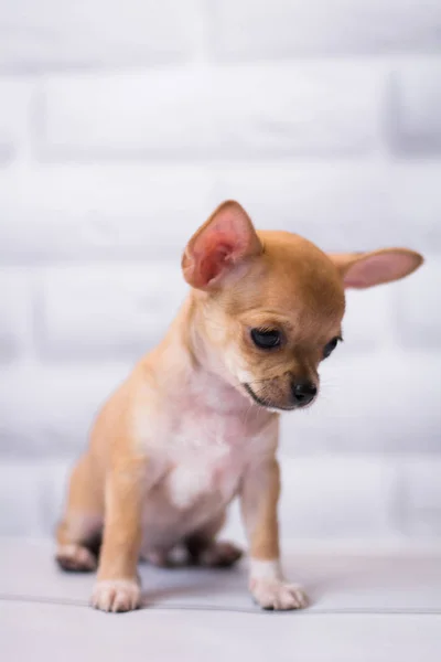 Chihuahua Cachorro Spitz Cão Animal Estimação Yorkshire Terrier — Fotografia de Stock