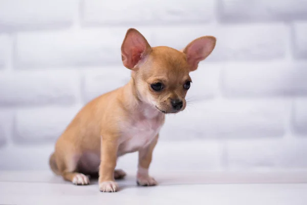 Štěně Chihuahua Spitz Psí Mazlíček — Stock fotografie