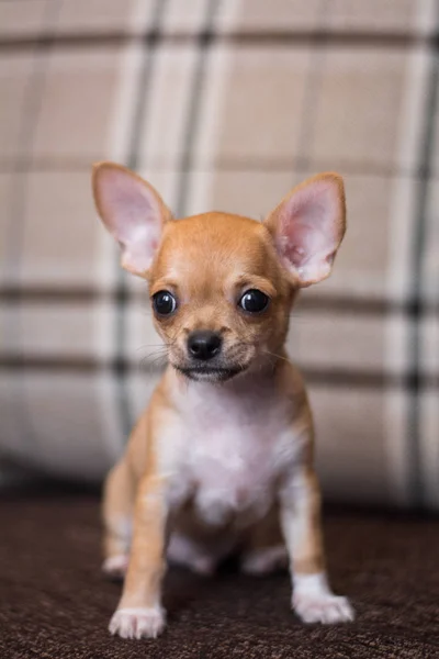 Chihuahua Chiot Spitz Chien Animal Compagnie Yorkshire Terrier — Photo