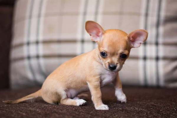 チワワ子犬スピッツ犬ペットヨークシャーテリア — ストック写真