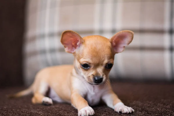 Chihuahua Cucciolo Spitz Cane Pet Yorkshire Terrier — Foto Stock