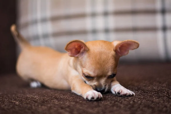 Chihuahua Welpen Spitz Hund Pet Yorkshire Terrier — Stockfoto