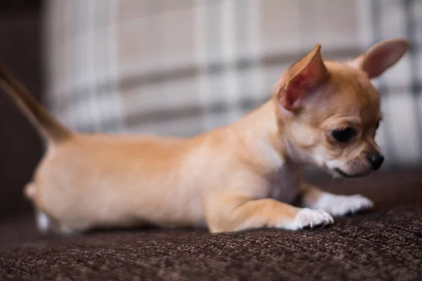 Chihuahua Cachorro Spitz Cão Animal Estimação Yorkshire Terrier — Fotografia de Stock