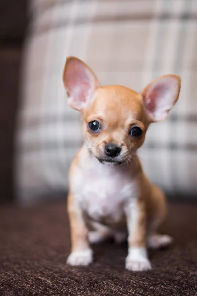 Chihuahua Cucciolo Spitz Cane Pet Yorkshire Terrier — Foto Stock