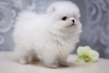 Chihuahua köpek spitz köpek pet yorkshire terrier