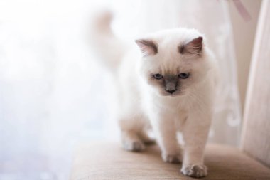 Kedi yavrusu İskoç İngiliz kedisi Burma cüce hayvanlar