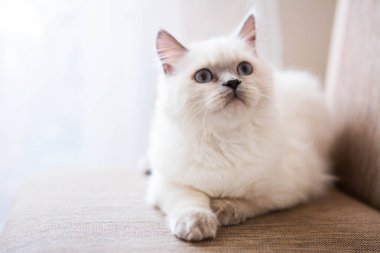 Kedi yavrusu İskoç İngiliz kedisi Burma cüce hayvanlar