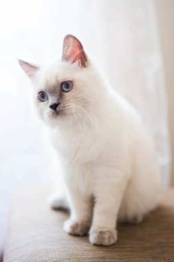 Kedi yavrusu İskoç İngiliz kedisi Burma cüce hayvanlar