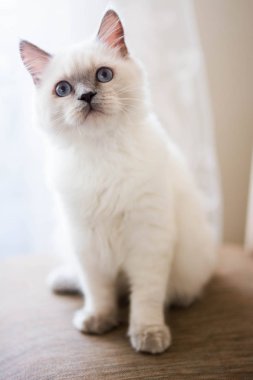 Kedi yavrusu İskoç İngiliz kedisi Burma cüce hayvanlar