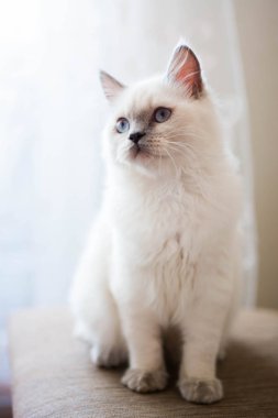 Kedi yavrusu İskoç İngiliz kedisi Burma cüce hayvanlar