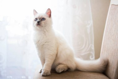 Kedi yavrusu İskoç İngiliz kedisi Burma cüce hayvanlar