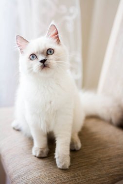 Kedi yavrusu İskoç İngiliz kedisi Burma cüce hayvanlar