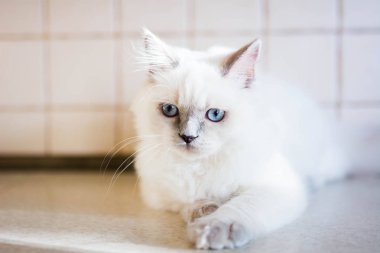 Kedi yavrusu İskoç İngiliz kedisi Burma cüce hayvanlar