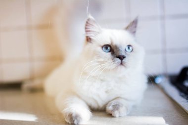 Kedi yavrusu İskoç İngiliz kedisi Burma cüce hayvanlar