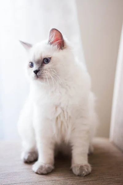 Chaton Écossais Britannique Chat Birmanie Munchkin Animaux — Photo