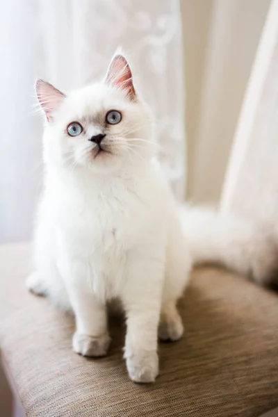 Chaton Écossais Britannique Chat Birmanie Munchkin Animaux — Photo