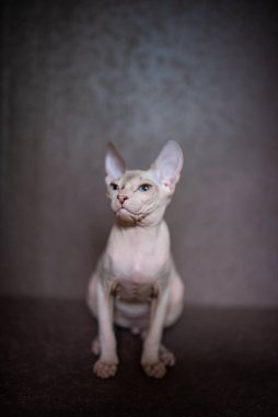 Sfenks; kedi; mavi gözlü; kel; 