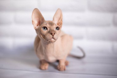 Sfenks; kedi; mavi gözlü; kel; 