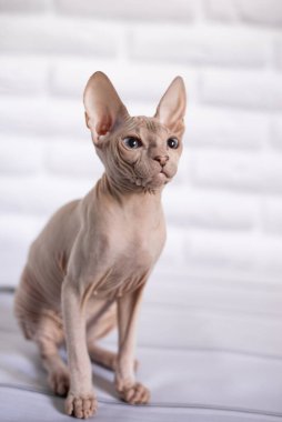 Sfenks; kedi; mavi gözlü; kel; beyaz arkaplan;