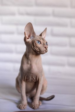 Sfenks; kedi; mavi gözlü; kel; beyaz arkaplan;