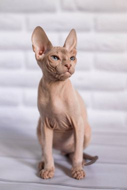 Sfenks; kedi; mavi gözlü; kel; beyaz arkaplan;