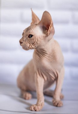 Sfenks; kedi; mavi gözlü; kel; beyaz arkaplan;