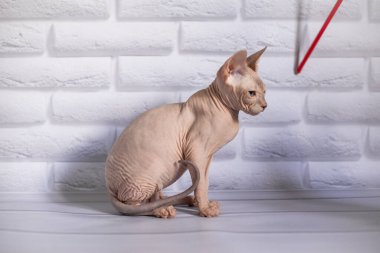 Sfenks; kedi; mavi gözlü; kel; beyaz arkaplan;