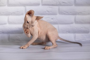 Sfenks; kedi; mavi gözlü; kel; beyaz arkaplan;