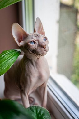 Sfenks; kedi; mavi gözlü; kel; pencerede oturan; ev bitkileri; haşere;