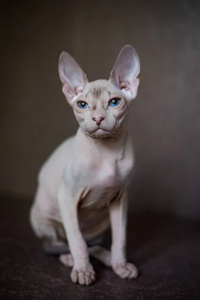 Sfinks Kot Niebieskooki Łysy — Zdjęcie stockowe