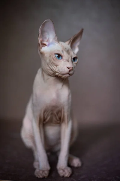 Sphinx Cat Blue Eyed Bald — Stock Photo, Image